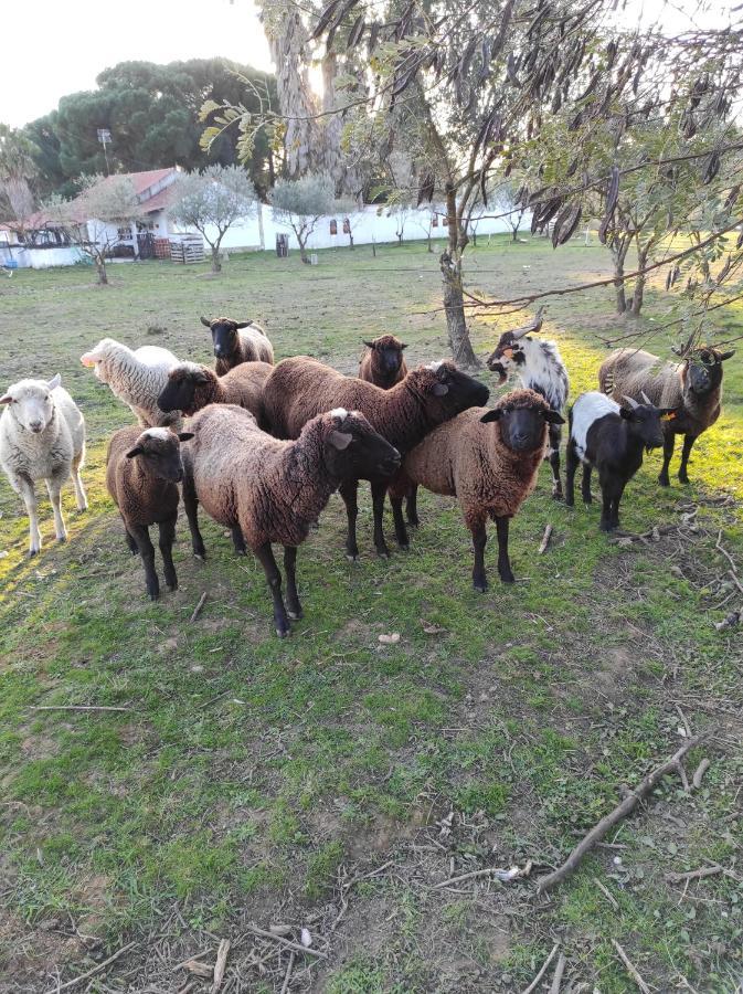 托马尔 Fazenda Do Marante旅舍 外观 照片